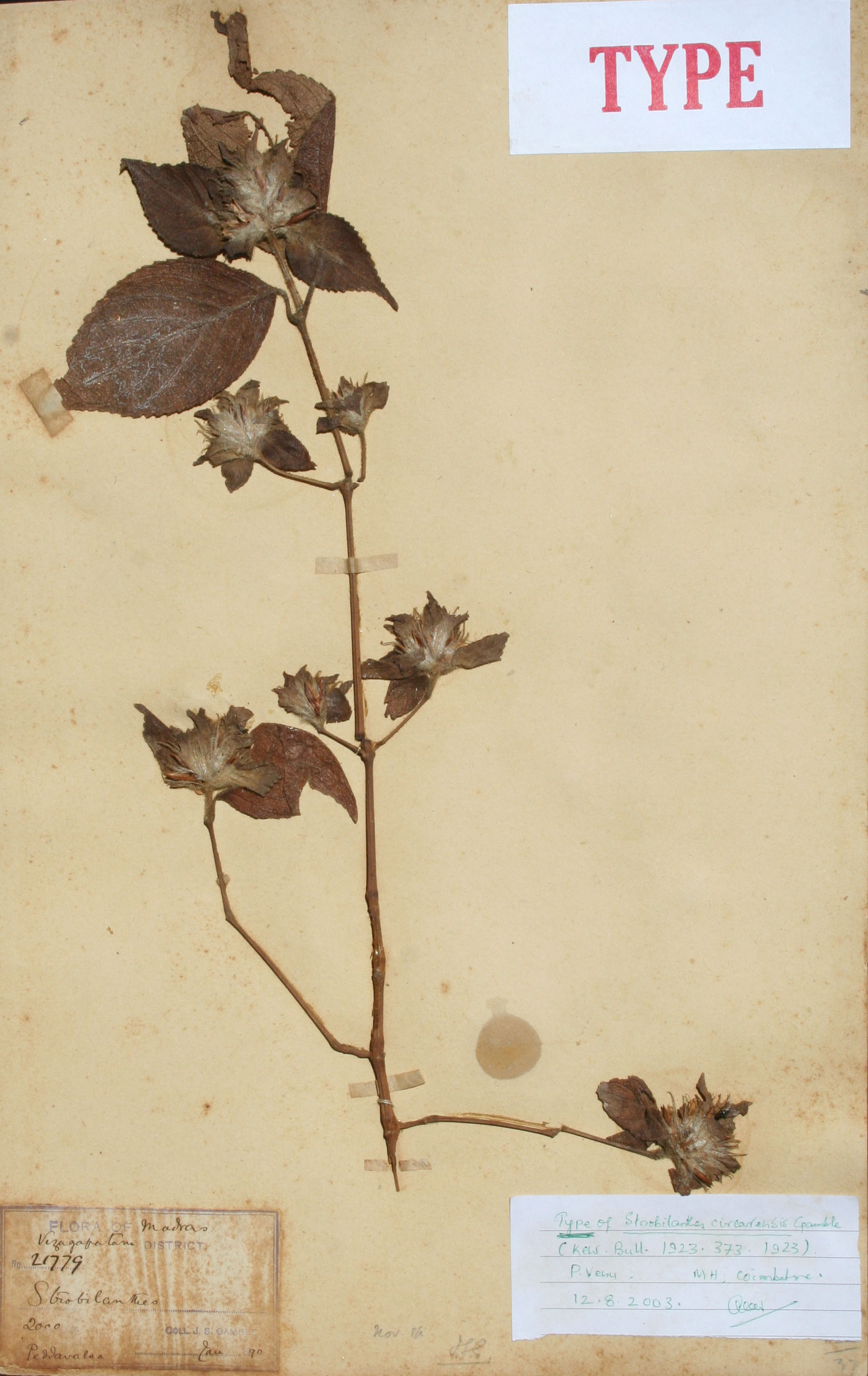 FRI Herbarium