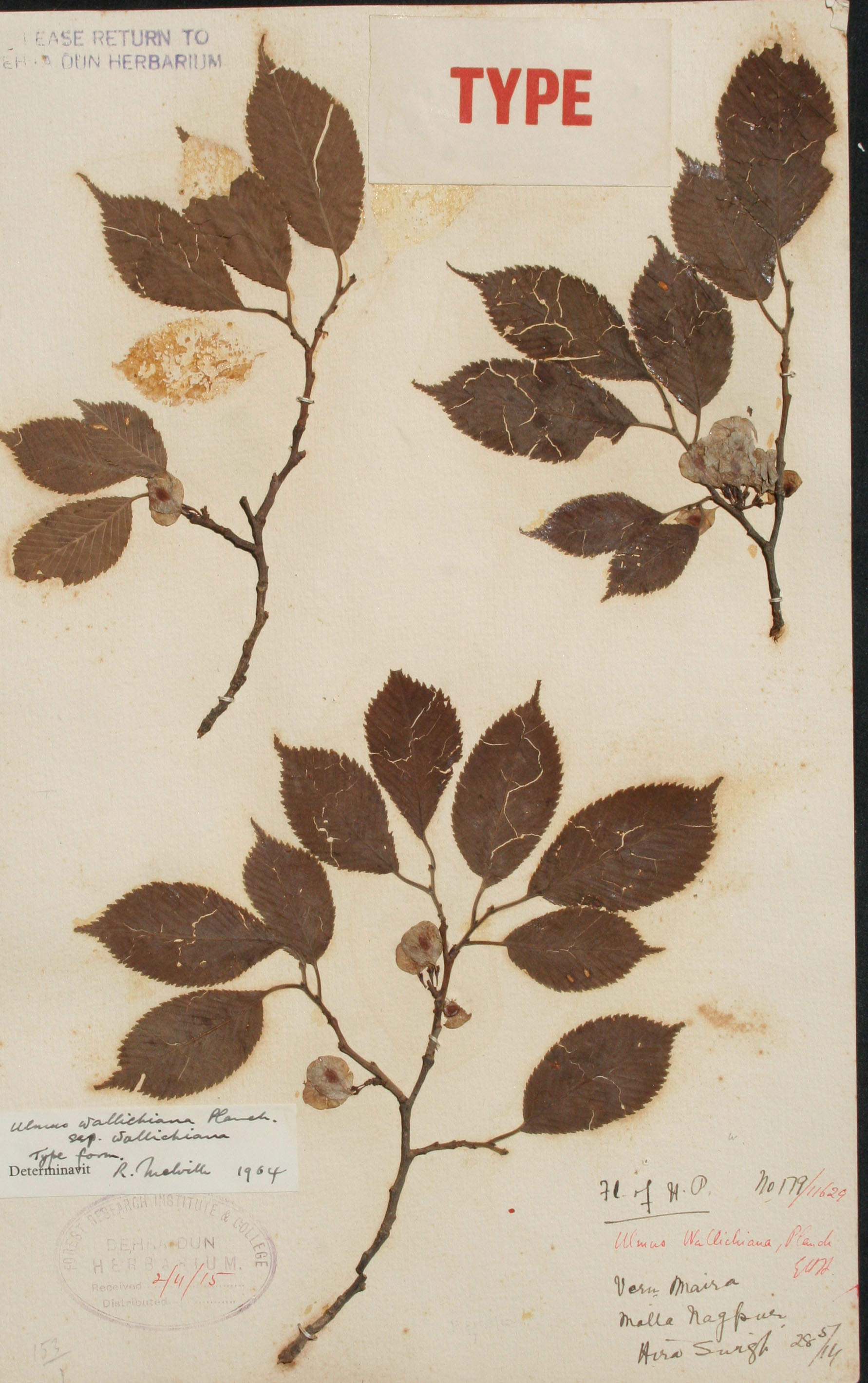 FRI Herbarium